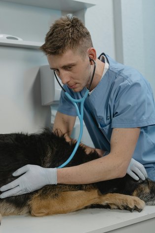 Symbolic image of veterinary medicine
