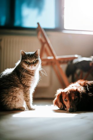 Symbolic image of dog and cat